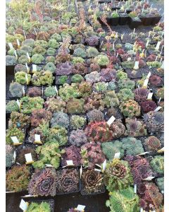 Box Sempervivum par 5 variés