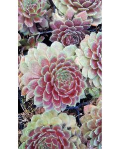 Sempervivum Chick Charms® Berry Bomb / Joubarbe Berry Bomb