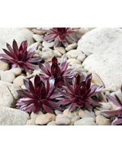 Sempervivum chick charms ® 'Cherries Jubilee™' / Joubarbe rouge cerise