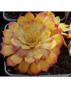 Sempervivum chick charms ® 'Gold nugget' / Joubarbe à rosette jaune orangé