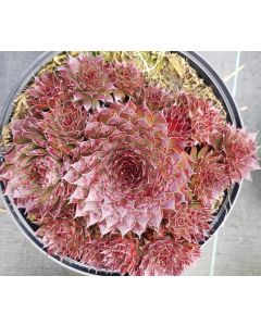 Sempervivum Chick Charms® Autumn Apple  / Joubarbe Autumn Apple 