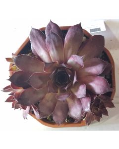 Sempervivum CHICK CHARMS ® CHOCO LATTE ™ / Joubarbe chocolat