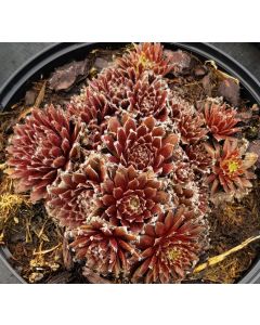Sempervivum chick charms ® 'Cosmic candy' / Joubarbe à rosette rouge foncé coeur duveteux