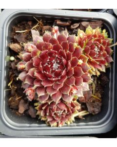 Sempervivum chick charms ® 'Cosmic candy'