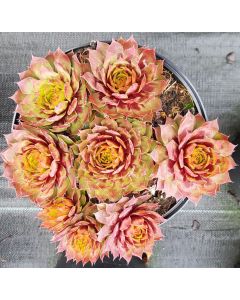 Sempervivum CHICK CHARMS® GIANTS 'Gold Mine'
