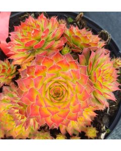 Sempervivum chick charms ® 'Gold nugget' / Joubarbe à rosette jaune orangé