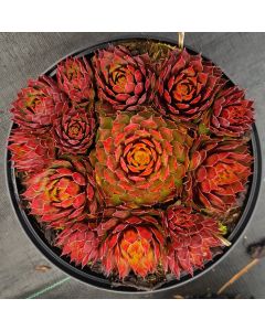 Sempervivum CHICK CHARMS® 'Gold Rush' / Joubarbe jaune orangé
