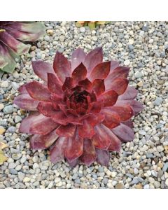 Sempervivum CHICK CHARMS® GIANTS 'Copper Canyon'®