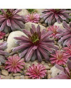 Sempervivum CHICK CHARMS® GIANTS EMERALD EXPLOSION® 'GEE2022'