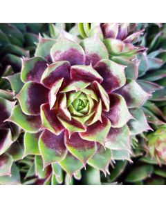 Sempervivum chick charms ® 'Cranberry cocktail' / Joubarbe à rosette bordeaux