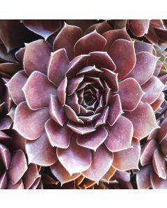 Sempervivum chick charms ® 'Chocolate kiss' / Joubarbe à rosette couleur chocolat