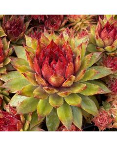 Sempervivum Chick Charms® Pineapple Paradise / Joubarbe Pineapple Paradise