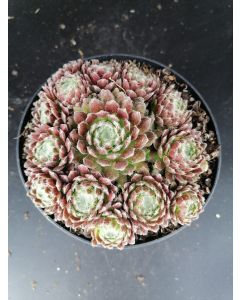 Sempervivum 'Xerxès' 