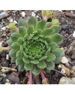 Sempervivum 'Zobra'