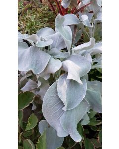 Senecio candicans ANGEL WINGS® 'Senaw' / Séneçon blanc du Chili
