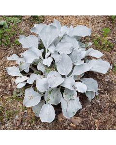Senecio candicans ANGEL WINGS® 'Senaw' / Séneçon blanc du Chili