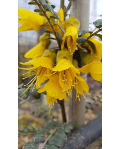 Sophora microphylla 'Dragon's Gold' / Sophora nain