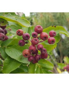 Sorbus fallax 'Burka' 