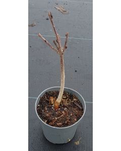 x Sorbomespilus 'Mitjurinskaja Desertnaja'