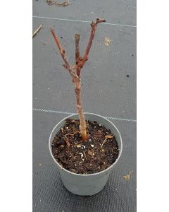 Sorbus x crataegosorbus 'Granatnaja' / Sorbier hybride