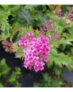 Spiraea japonica 'Crispa' / Spirée japonaise crispée