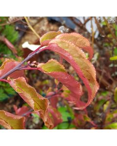 Stachyurus chinensis 'Joy Forever' / Stachyurus de Chine 