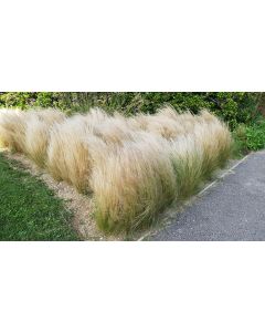 Stipa tenuissima 'Pony Tails' / Cheveux d'ange