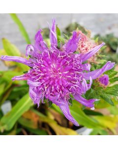 Stokesia laevis 'Blue Star' / Bleuet d'Amérique