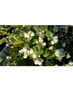 Symphoricarpos x doorenbosii 'White Hedge' / Symphorine de Doorenbos à fruits blancs