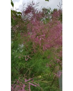Tamarix ramosissima 'Pink Cascade' / Tamaris d'été rose