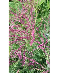 Tamarix ramosissima 'Rosea' / Tamaris d'été rose