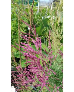 Tamarix ramosissima 'Rubra' / Tamaris d'été rouge