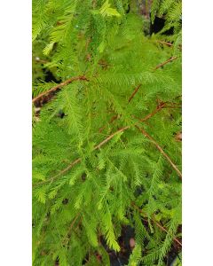 Taxodium distichum / Cyprès chauve