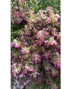Teucrium chamaedrys / Germandrée petit-chêne nain rose lilas
