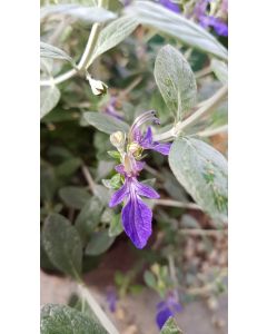 Teucrium fruticans / Germandrée arbustive