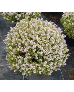 Thymus vulgaris / Thym de Provence