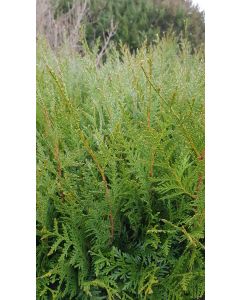 Thuja plicata 'Atrovirens' / Thuya pour Haie (≈125cm)