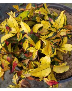 Trachelospermum asiaticum SUMMER SUNSET 'Torafu' / Jasmin étoilé