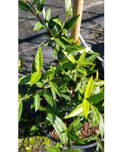 Trachelospermum jasminoides 'Wilsonii' / Jasmin étoilé