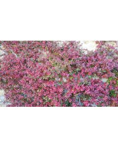 Trachelospermum jasminoides 'Rosea' / Jasmin étoilé