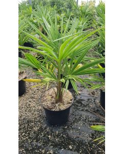 Trachycarpus fortunei / Palmier de Chine