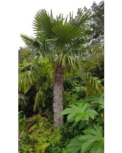 Trachycarpus fortunei / Palmier de Chine
