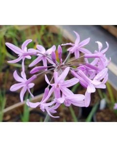 Tulbaghia violacea / Ail violet d’Afrique du sud