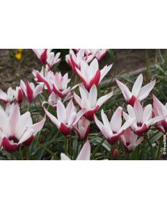 Tulipa clusiana 'Peppermint Stick' (Multi-bulbe) / Tulipe botanique naturalisable