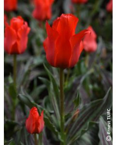 Tulipa greigii 'Chaperon Rouge' (Multi-bulbe) / Tulipe botanique naturalisable