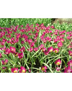 Tulipa humilis var. pulchella 'Persian Pearl' (Multi-bulbe) / Tulipe botanique naturalisable