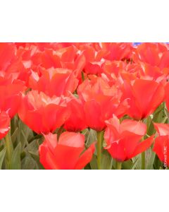 Tulipa greigii 'Princesse Charmante' (Multi-bulbe) / Tulipe botanique naturalisable