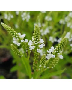 Verbena hastata 'White Spires' / Verveine hastée