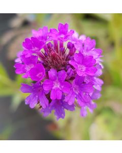 Verbena venosa / Verveine rugueuse 