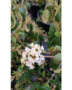 Viburnum x burkwoodii 'Anne Russel' / Viorne de Burkwood